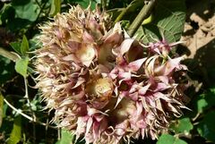 Clerodendrum canescens