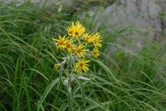 Jacobaea paludosa lanata