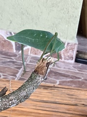 Stilpnochlora azteca