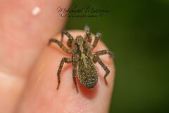 Trochosa terricola