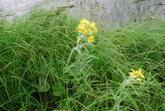 Jacobaea paludosa lanata