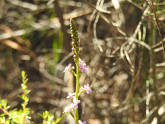 Stylidium graminifolium