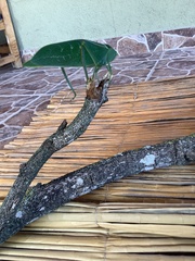 Stilpnochlora azteca