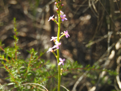 Stylidium graminifolium