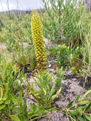 Pterygodium bicolorum