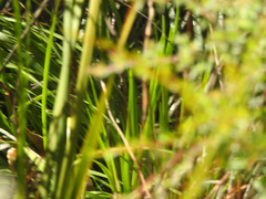 Stylidium graminifolium
