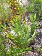 Pterygodium bicolorum