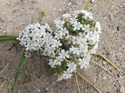 Zephyra compacta (Zephyra compacta)