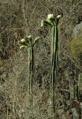 Trichocereus cuzcoensis