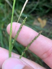 Carex virescens