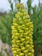 Pterygodium bicolorum