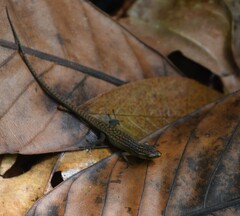 Eutropis rugifera