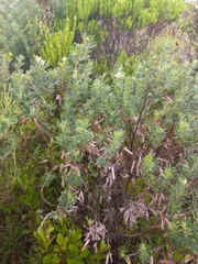 Indigofera brachystachya
