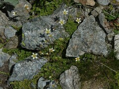 Saxifraga bryoides
