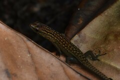 Eutropis rugifera