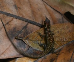 Eutropis rugifera