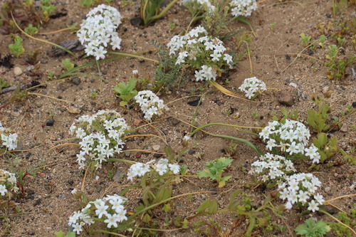 Zephyra compacta (Zephyra compacta)