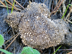 Stilbella fimetaria
