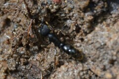 Ectomomyrmex