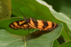 Limenitidinae