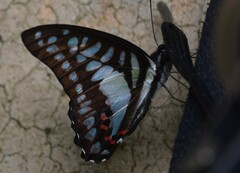 Graphium evemon