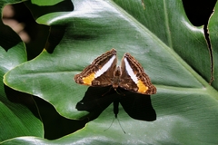 Doxocopa laurentia laurentia