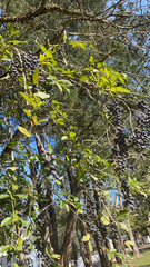 Ligustrum quihoui