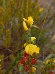 Aspalathus linguiloba