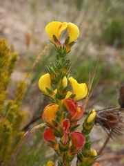 Aspalathus linguiloba