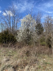 Pyrus