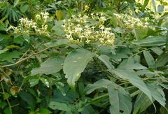 Clerodendrum cyrtophyllum