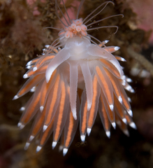 Coryphella