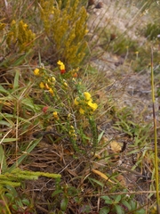 Aspalathus linguiloba