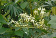 Clerodendrum cyrtophyllum