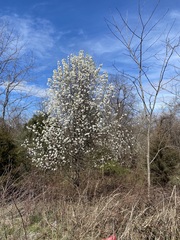 Pyrus