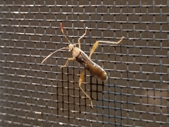 Burtinus notatipennis