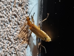Chauliognathus cinguliventris