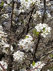 Pyrus