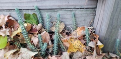 Petrosedum