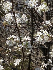 Pyrus