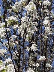Pyrus