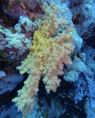 Dendronephthya hemprichi