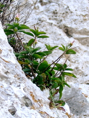 Convolvulus fernandesii