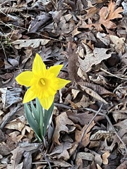 Narcissus