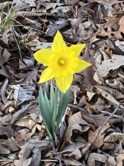 Narcissus