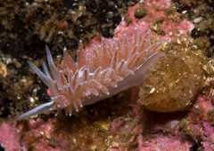 Coryphella