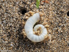 Spirula spirula