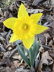 Narcissus