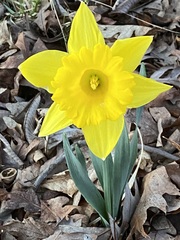 Narcissus