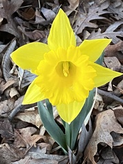 Narcissus